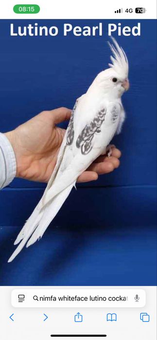 Nimfe perechi si tineret!