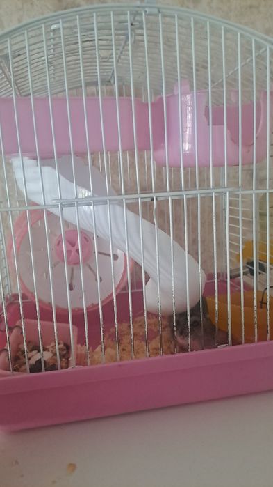 Продам хомяка с клеткой