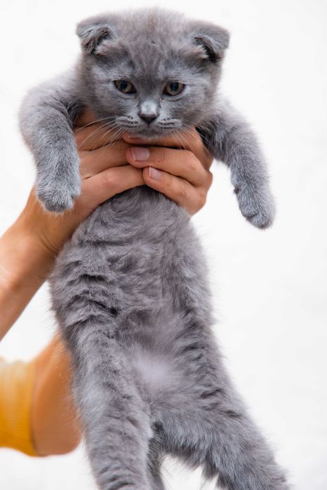 Mushuk Skotish Fold va Skotish Strite 100$