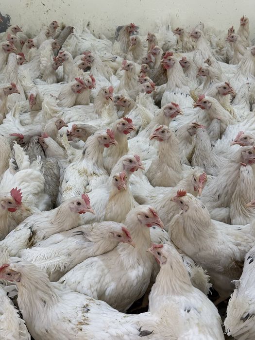 Tovuq horoz lomin sendi