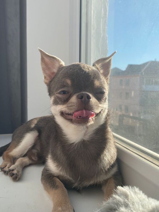 Вязка чихуахуа, ищем девочку