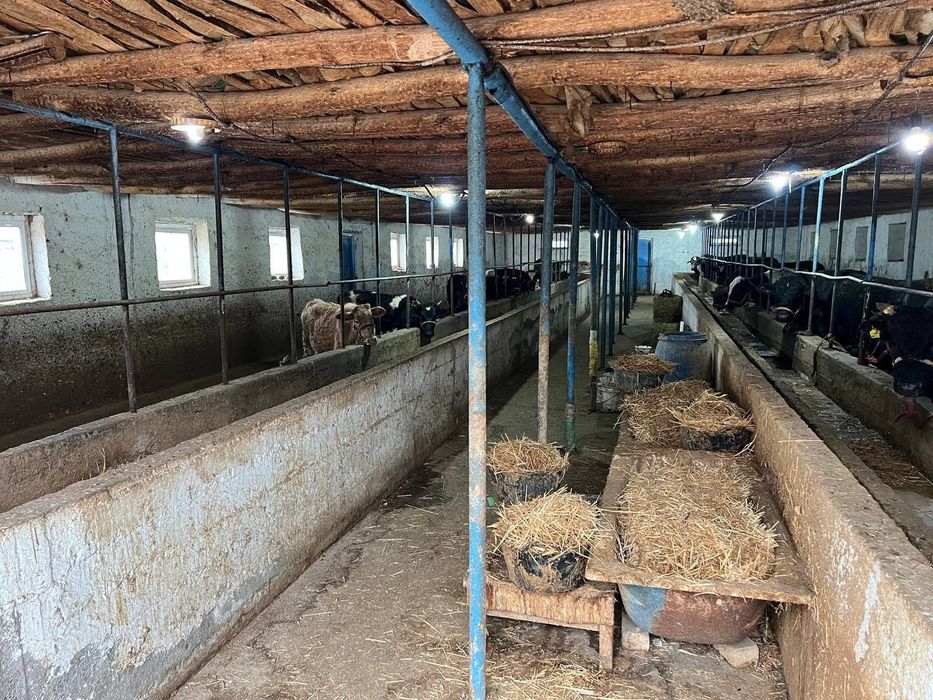 Сотилади тайер бизнес!!! Тайер ферма куй ва мол бокишга шароитлари бор