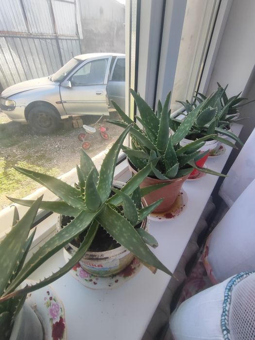 Алоэ комнатное растение