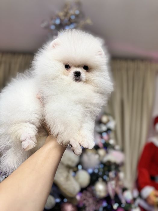 Pomeranian Fci pedigree