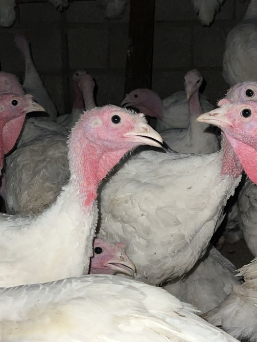Үндік, күркетауық 2 айлық