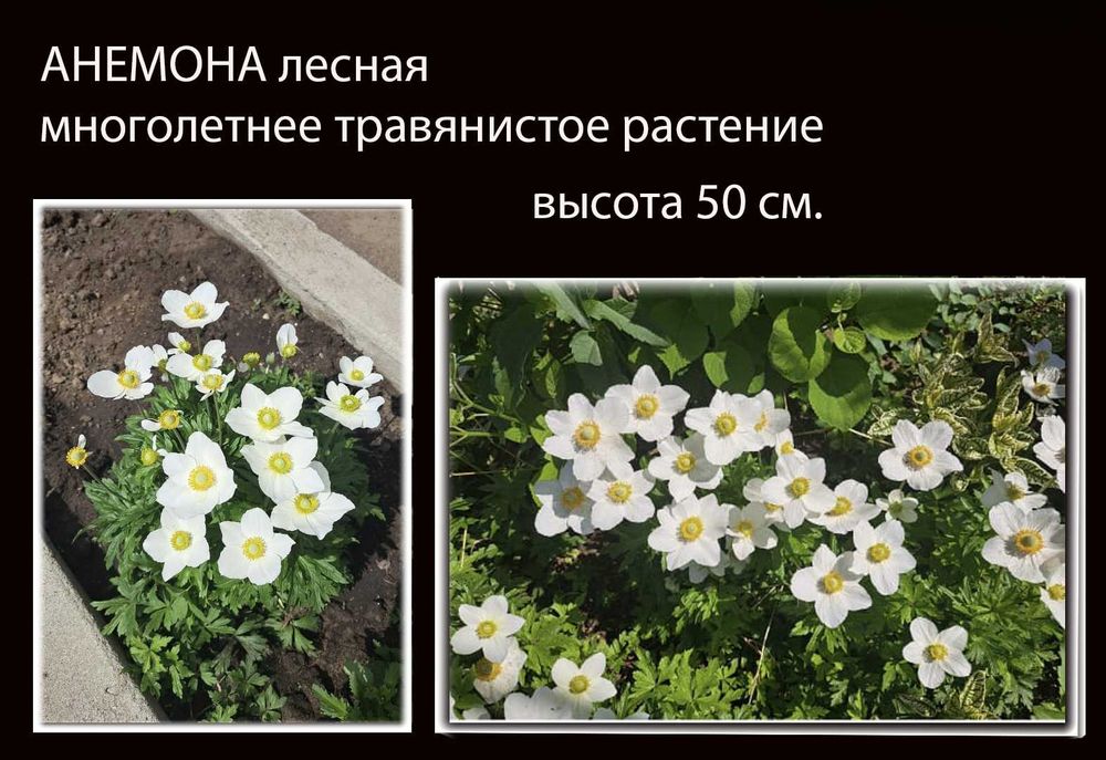 Цветы многолетники