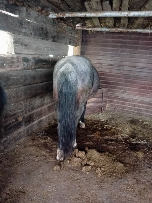 Еркек бордақы малдар