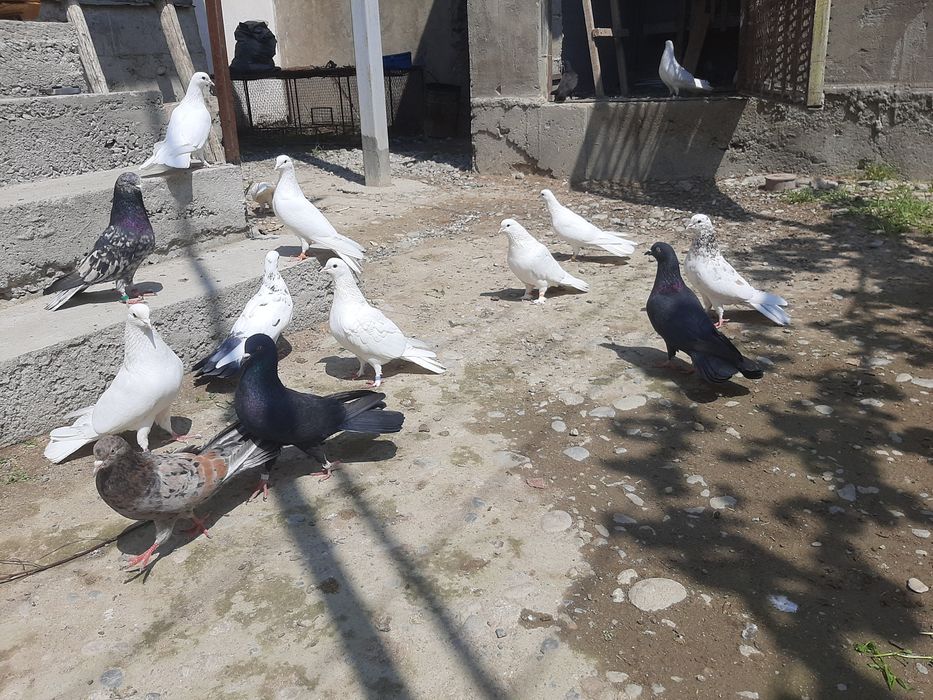 Широкохвостые Голубий продаётся