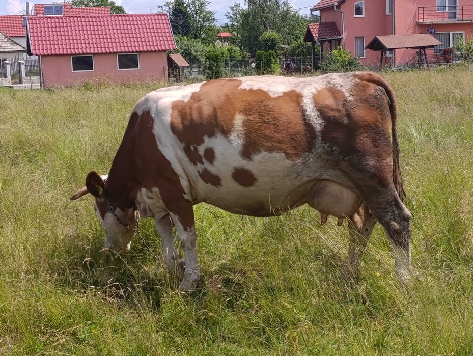 Vând 2 vaci Bălțată românească și viței