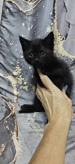 Отдам в хорошие руки