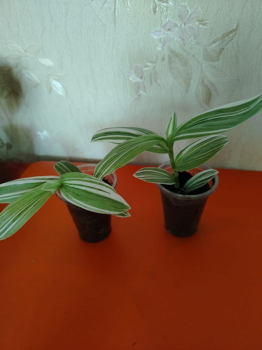 Продам комнатные цветы