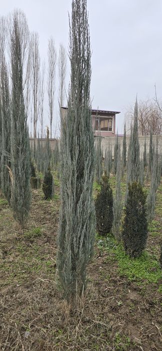Shamshot,Skarvorkert archa Arizoniskikiparis,majvelnik. Tuya smarakta,