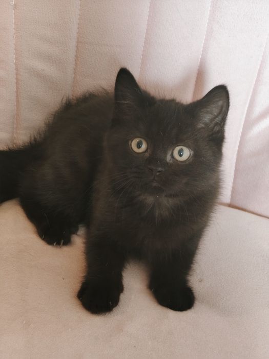 Чистопородный Британский кот