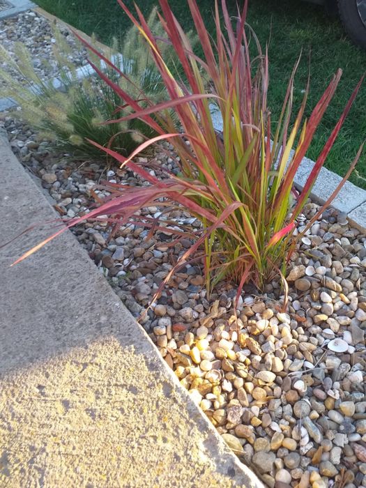 Многогодишна трева Императа Red Baron