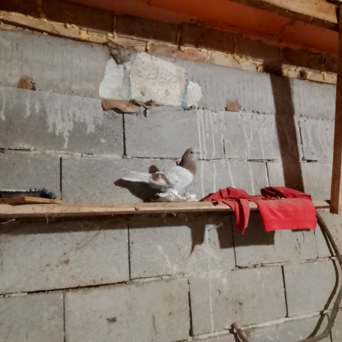 Продам голубя тасман