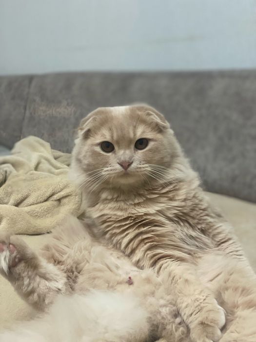 Шотландский вислоухий кот для вязки