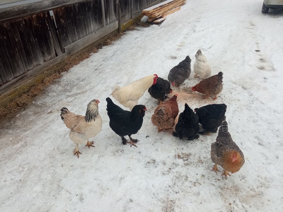 Găini de casă de vânzare