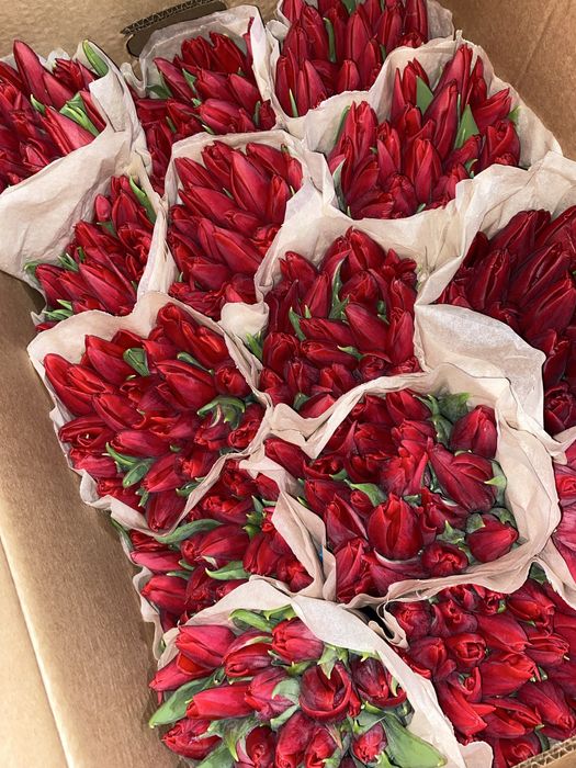 Тюльпаны белорусские премиальные