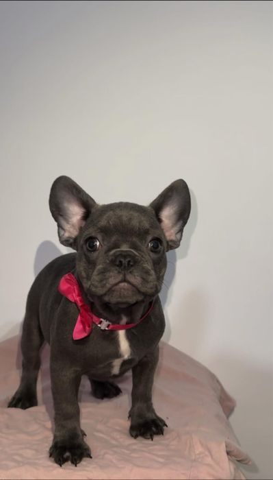 Bulldog francez fetita