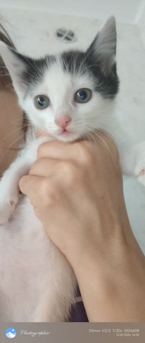 Девочка котенок возраст 1м