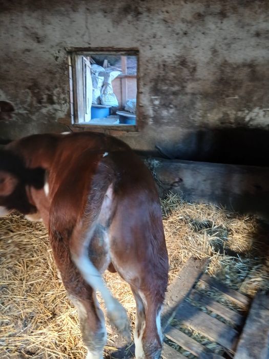 Vițel balțată tânar