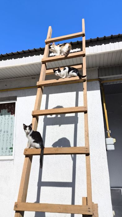 Отдам котят в хорошие руки