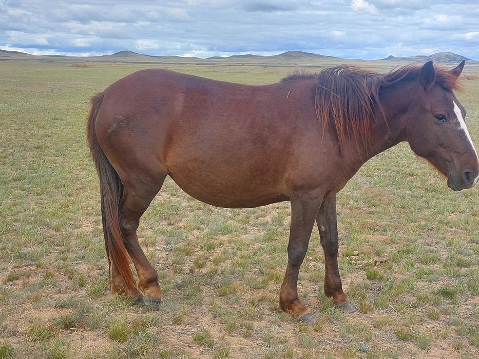 Багасы 600 000 семиз бие жас