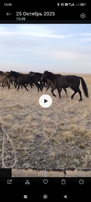 Кобылы на продажу срочно!