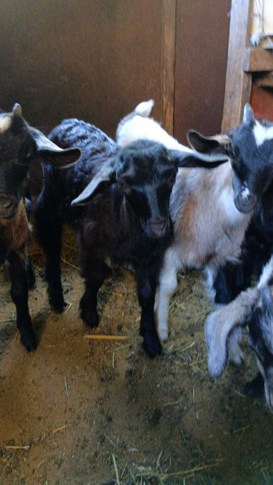 Продаются молочные козы и козлята