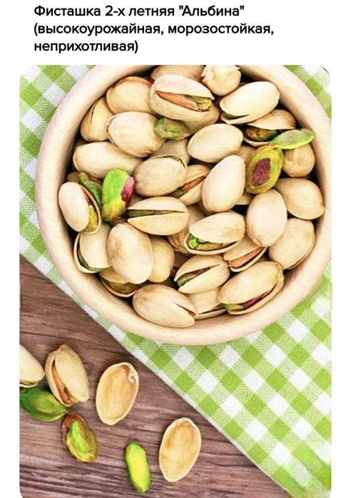 Фисташки, саженцы