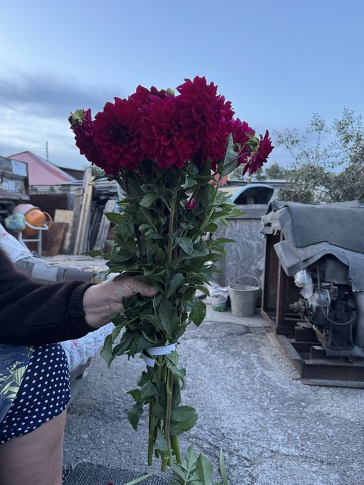 Продам гладиолусы и георгины на срез