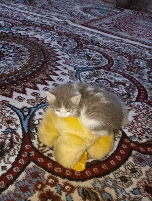 Котят в добрые руки