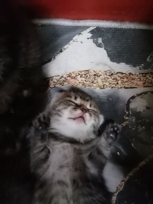 Отдам котёнка девочка
