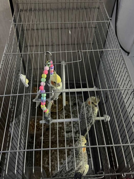 Кареллы попугаи домашние, молодые