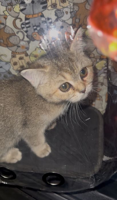 Британский фолд кошка