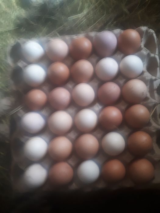 Яйца инкубационные Голошеек.