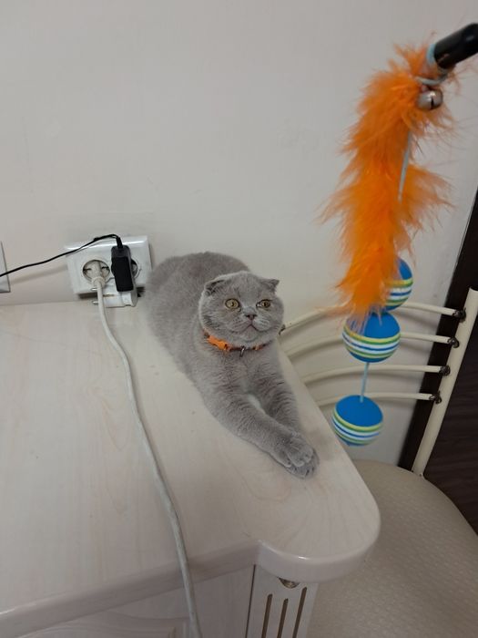 Шотланский скотиш фолд