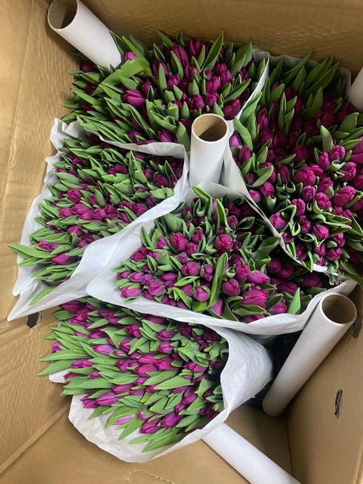 Голландские тюльпаны