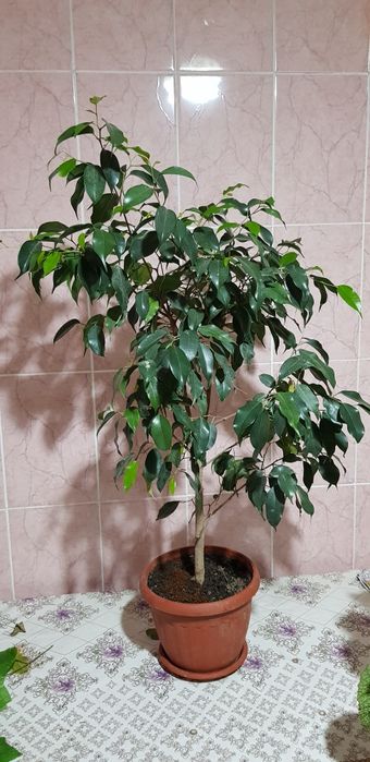 Продам цветы комнатные