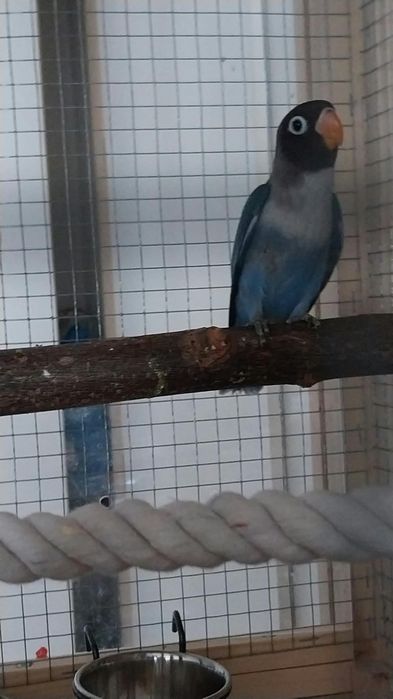 Vând  pui  agaponis personata  de 3 luni