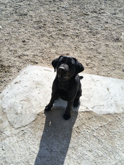 Собака Лобрадор ретривер