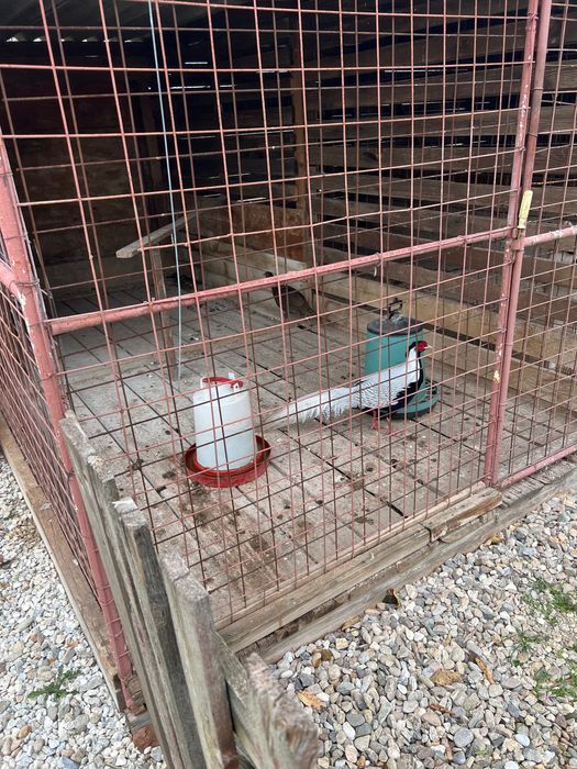 Продавам чифт Индийски пауни и чифт Сребърни фазани - работещи!