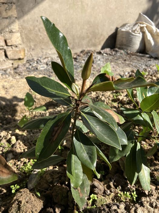 Magnoliya magnolia little gem grandflora