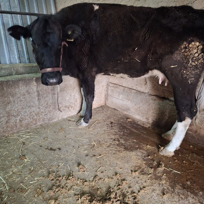 Сиыр сатылады 700000