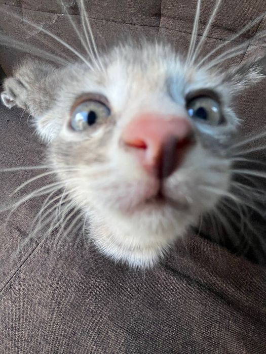 Котята вислоухие ласковые