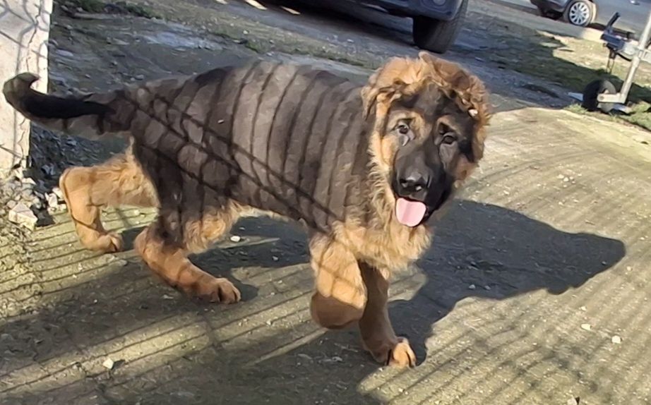 Ciobanesc german cu pedigree