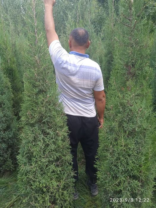 Маржавеник арчалар