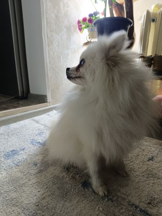 Кобелек Ищет невесту