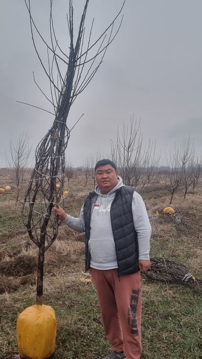Саженцы Елок сосен