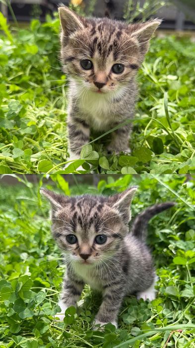 Отдам котят добрые руки